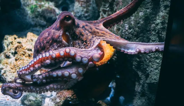 Los pulpos son los invertebrados neurológicamente más complejos según la ciencia. Foto: Unsplash / Diane Picchiottino