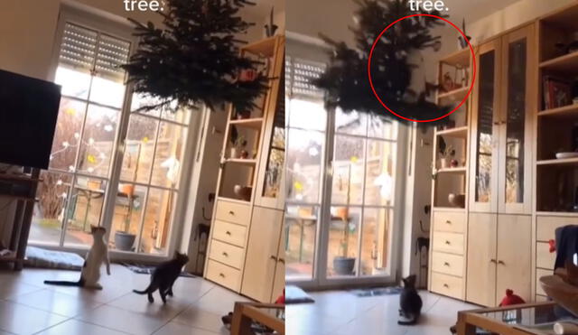 Los felinos aprovecharon estar a solas para hacer de las suyas y jugar con el árbol de navidad. Foto: captura de TikTok