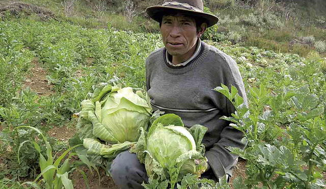 Repollo. La tierra brinda este fruto con abonos naturales y controladores biológicos que ayudan combatir las plagas. Esta agricultura aún se conserva en el país y se hace con apoyo de FAO. Foto: La República