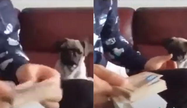 Cada vez que el joven desliza sus billetes, el perro pone la lengua para ayudarlo. Foto: captura de TikTok