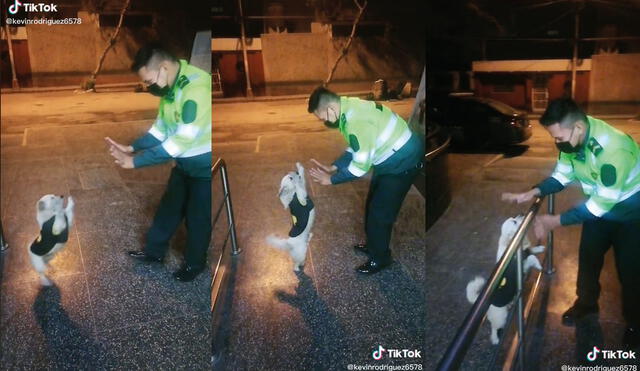 El nombre de este popular perrito es Copito, y ya es una celebridad. Foto: captura de TikTok