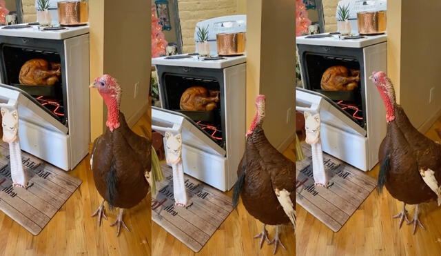 Pavo tiene inesperada reacción cuando ve lo que preparaba su dueña para el Día Acción de Gracias. Foto: captura de TikTok.