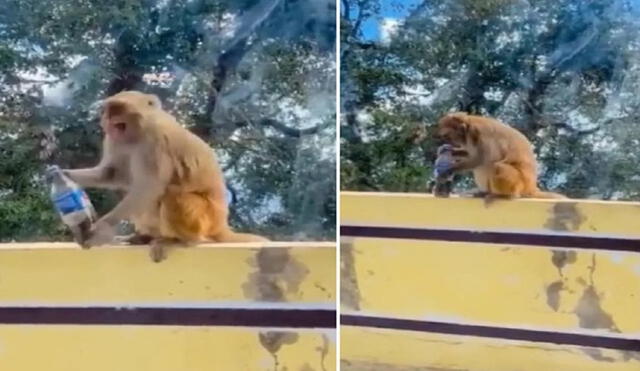 La divertida reacción de un monito al tomar una bebida helada. Foto: captura de TikTok.