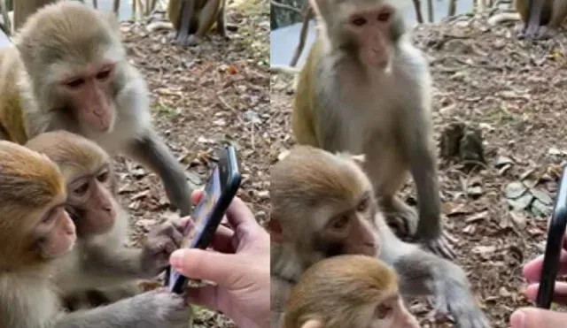 La curiosa reacción de unos monos al ver por primera vez un celular. Foto: captura de TikTok.