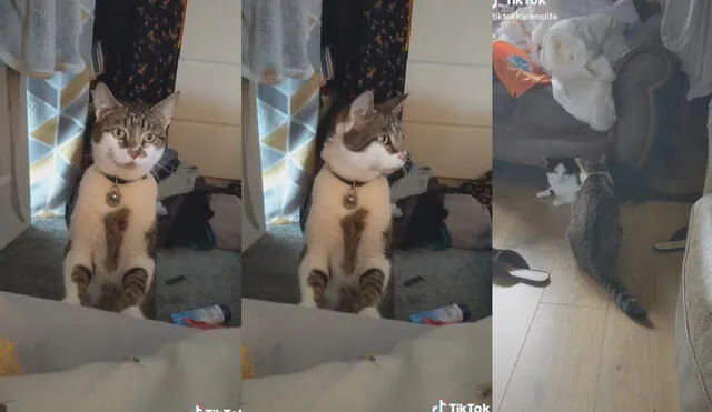 El felino entró a la casa de su vecina sin permiso y se quedó varios minutos observándola dormir. Foto: captura de TikTok