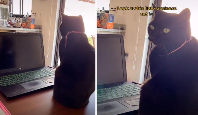Una joven buscó una solución para trabajar de manera tranquila en casa, debido a que su felino se echa encima de su laptop a diario. Foto: captura de TikTok