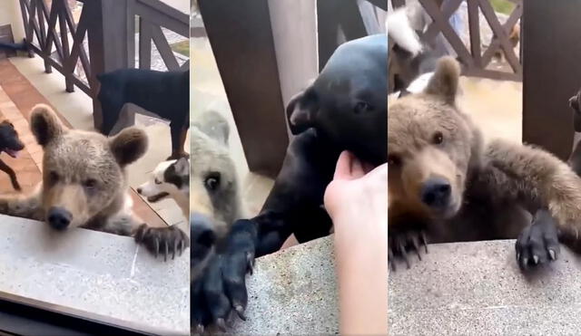 El clip generó reacciones divididas, ya que algunas personas manifestaban que era peligroso tener a la cría de un oso cerca de los perros. Foto: captura de TikTok
