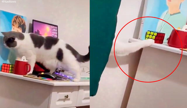 El tierno gatito caminó cuidadosamente sobre el escritorio, pero hizo caer el cubo mágico, por lo que volvió a acomodarlo. Foto: captura de TikTok