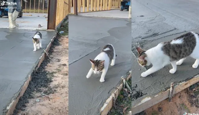 El usuario @edwinalva73 compartió el video donde los usuarios llamaron al gato como el 'ingeniero' michi. Foto: captura de TikTok