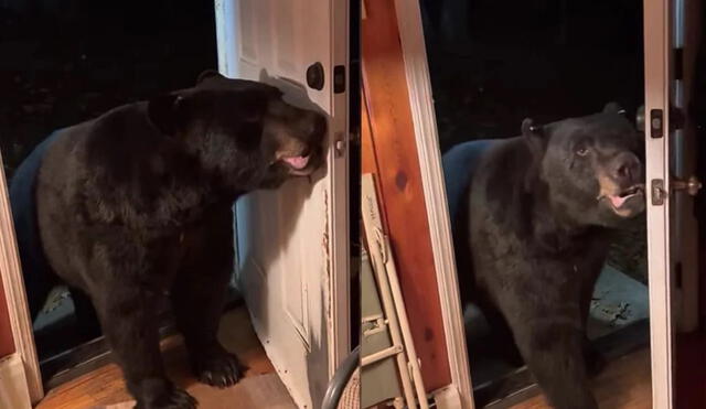 Mujer encuentra a oso intentando entrar a su casa, le pide que se vaya y este obedece. Foto: captura de YouTube.