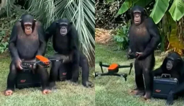 Chimpancés sorprenden a miles al controlar un dron como expertos. Foto: captura de TikTok.