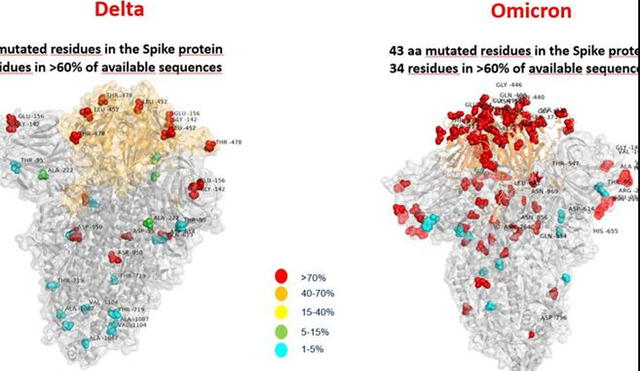 Primera foto que compara el número de mutaciones en la proteína S de delta y ómicron. Foto: Bambino Gesù