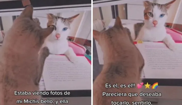 La emotiva conducta de la gatita emocionó a su dueña, así como a varios usuarios de las redes sociales. Foto: captura de TikTok