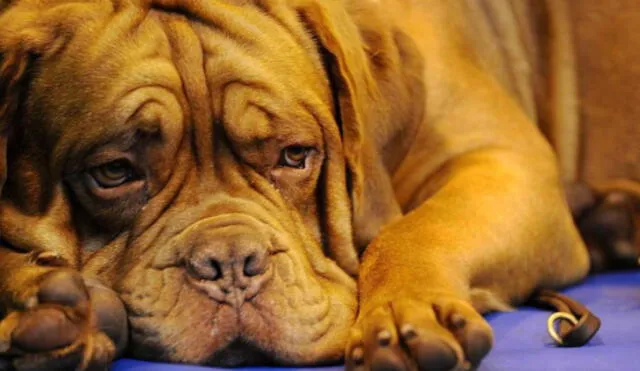 La nariz de los perros puede llegar a tener hasta 300 millones de receptores olfativos. Foto: AFP.