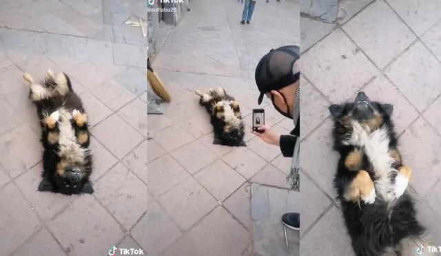 Varios turistas se detenían al lado del perrito para observarlo dormir y guardar diversas fotos de su sonrisa en sus celulares. Foto: captura de TikTok