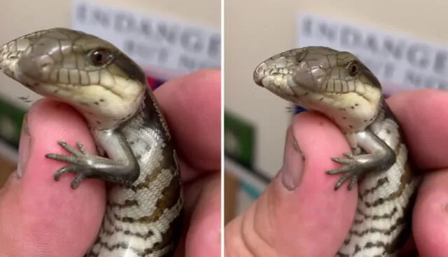 Miembros del Parque de Reptiles Australiano bautizaron al pequeño reptil como Lucky. Foto: captura de Instagram