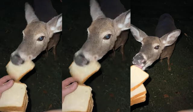 El animal accedió a probar el alimento que le trajo un desconocido. Foto: captura de YouTube