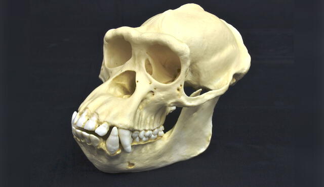 Nuevo estudio revela que, al inicio de su evolución, los humanos tenían colmillos tan grandes como otros simios. Foto referencial de un cráneo de chimpancé /  Wesleyan Osteology Collection