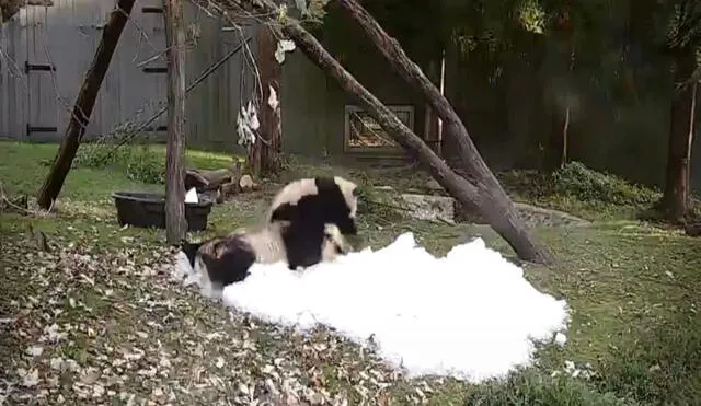 El divertido espectáculo de pandas refrescándose con hielo en su recinto. Foto: captura de TikTok