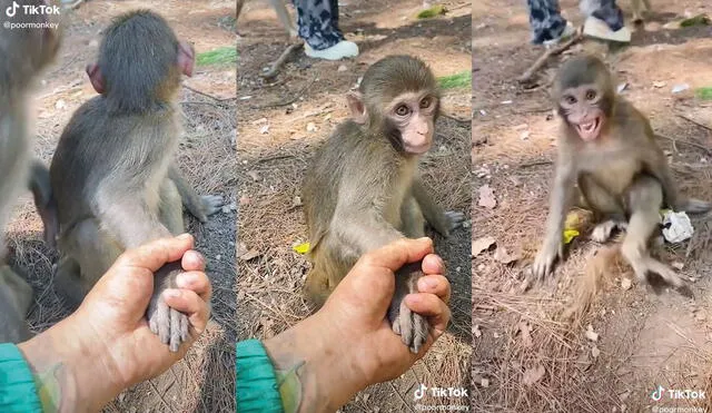 La mujer tomó la mano del primate por un tiempo prolongado. Foto: captura de TikTok
