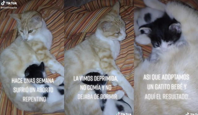 La cuenta @michivaquita está dedicada a las dos mascotas que día a día fortalecen la relación que tienen como si fuesen 'mamá' e 'hijo' gatuno. Video: captura de TikTok
