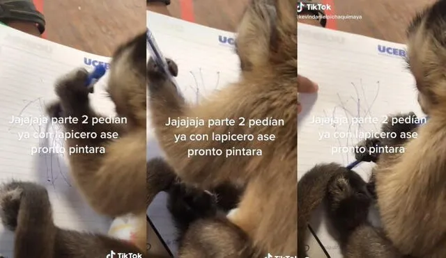 El joven de usuario @kevindanielpichaquimaya comparte a través de sus redes las travesuras y anécdotas que vive junto a su mono a diario. Foto: captura de TikTok