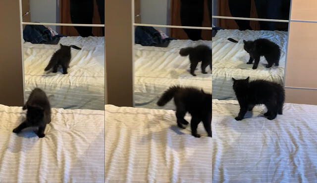 La gatita tuvo una disputa con el reflejo de su espejo. Foto: captura de YouTube