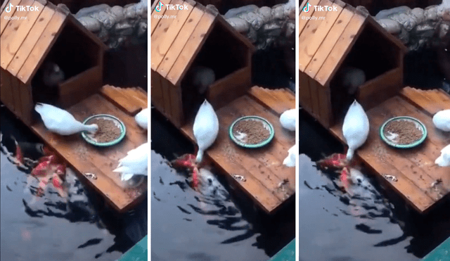 En el clip, se pudo observar al pato al borde de un estanque repleto de peces tomando un poco de comida con su pico y entregándoselo a sus amigos. Foto: captura de TikTok