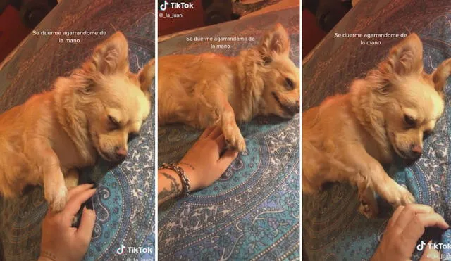 El can, pese a que está dormido, no aleja su pata de la mano de su cuidadora y se aferra a ella. Foto: captura de TikTok
