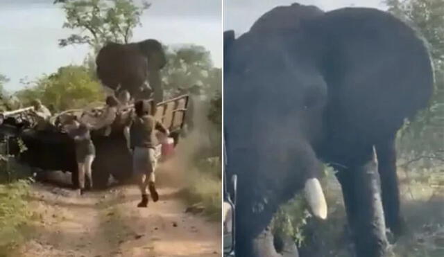 Elefante embiste violentamente un vehículo lleno de turistas durante un safari. Foto: captura de TikTok.