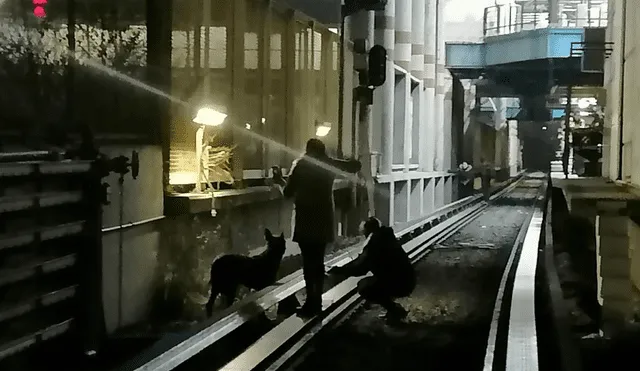 El perro fue encontrado en la Línea 2 del Metro de la CDMX. Foto: Twitter/MetroCDMX