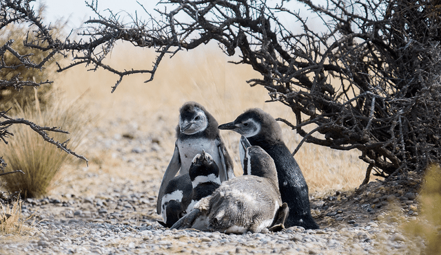 Pingüinos de Magallanes en Punta Tombo. Foto: ArgentinaVisión
