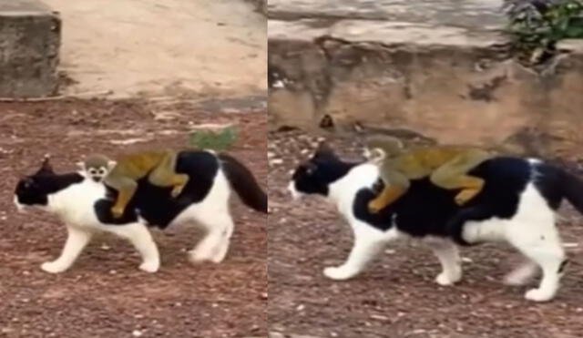 Gato transporta en su espalda a un pequeño monito para que no le suceda nada malo. Foto: captura de TikTok.