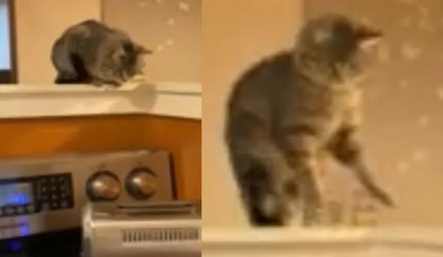 Gato inspecciona una tostadora y recibe sorpresa aterradora en forma de pan. Foto: captura de TikTok