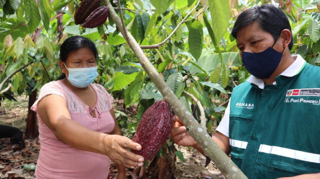 Entre los principales cultivos orgánicos destacan el café, cacao, castaña, banano y quinua. Foto: Senasa