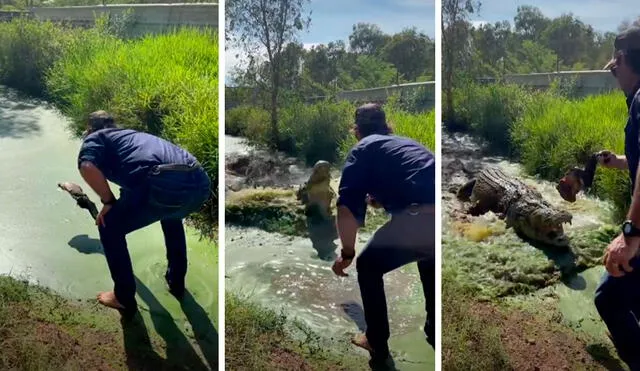 Un video reveló el preciso momento en que un cocodrilo salió de su escondite dentro del agua para devorar en segundos su comida. Foto: captura de YouTube