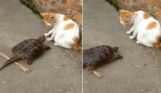 Gato se salva de ser mordido por una pequeña tortuga. Foto: captura de TikTok.