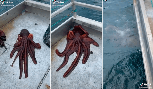 El pulpo no perdió la oportunidad para escapar por un diminuto agujero rumbo al mar. Foto: captura de TikTok