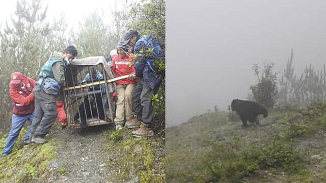 Veterinarios examinaron su estado de salud y al comprobar que estaba en óptimas condiciones, fue liberado en el bosque montano de Torohuaycco. Foto: composición La República/Dirección Regional Agraria Ayacucho