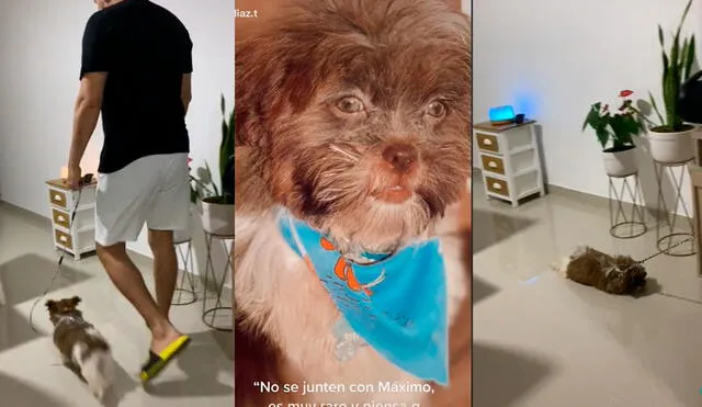 El tierno comportamiento del can sorprendió a más de dos millones de usuarios. Foto: captura de TikTok