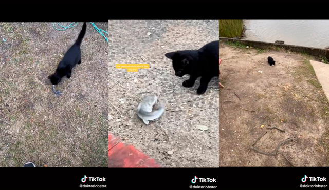 El sujeto fue elogiado en las redes por el gesto de empatía que tuvo con el pequeño animal. Foto: captura de TikTok