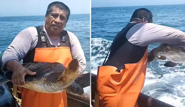 Los usuarios no tardaron en felicitar al pescador, quien finalmente regresó a la tortuga de especie golfina al mar. Foto: captura de TikTok