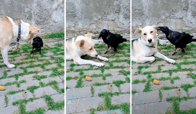 El perro y el cuervo juegan como si fueran dos animales de la misma especie. Foto: captura de YouTube/CatersClip