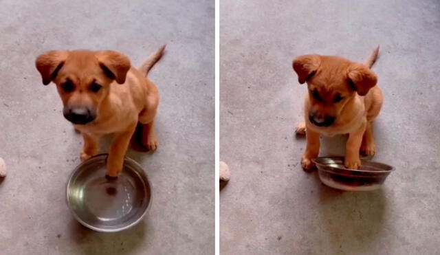 Un inquieto perro agarró su plato y lo golpeó contra el suelo para llamar la atención de sus dueños que se olvidaron de servirle su comida. Foto: captura de Facebook