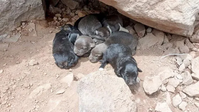 Los cachorros se encuentran en busca de una familia responsable que pueda adoptarlos. Para ello, la ciudadanía puede contactarse a la línea telefónica 961792407. Foto: Municipalidad Provincial de Puno