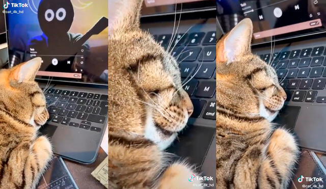 El minino tomó por sorpresa a su dueño, quien tras un breve descuido notó al animal dormido sobre su laptop. Foto: captura de TikTok