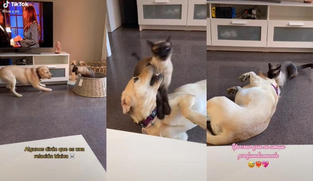 La usuaria mostró en otros videos la buena relación que ambos animales fueron construyendo desde que el perro era un cachorro. Foto: captura de TikTok