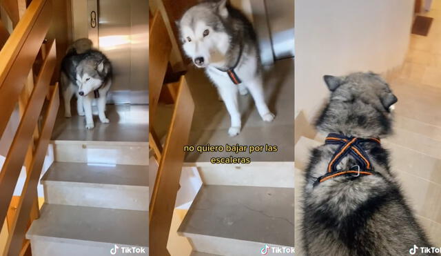 La perrita se negó por varios minutos a bajar por las escaleras y solo lo hizo cuando sus dueños le dieron croquetas. Foto: captura de TikTok