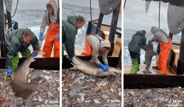 Los pescadores tomaron al tiburón de la cola y las aletas para echarlo de la embarcación y que deje de comerse sus peces. Foto: captura de TikTok