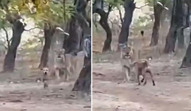 Un turista detuvo su caminata y mantuvo su distancia para grabar la pelea entre un perro callejero y una depredadora. Foto: captura de YouTube